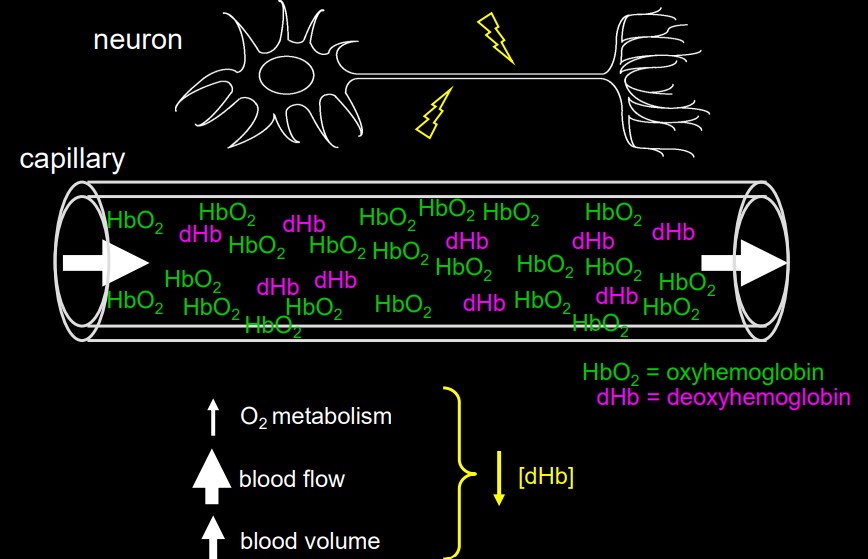 Oxyhemoglobin and deoxyhemoglobin in a vein