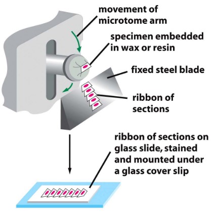 A Microtome Machine