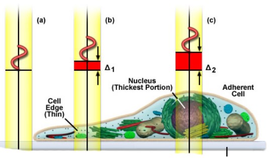 Different Refractive Indices of Organelles