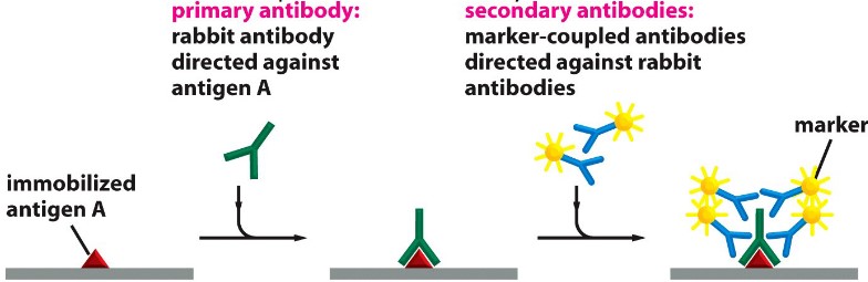 Primary and Secondary Antibody Labelling