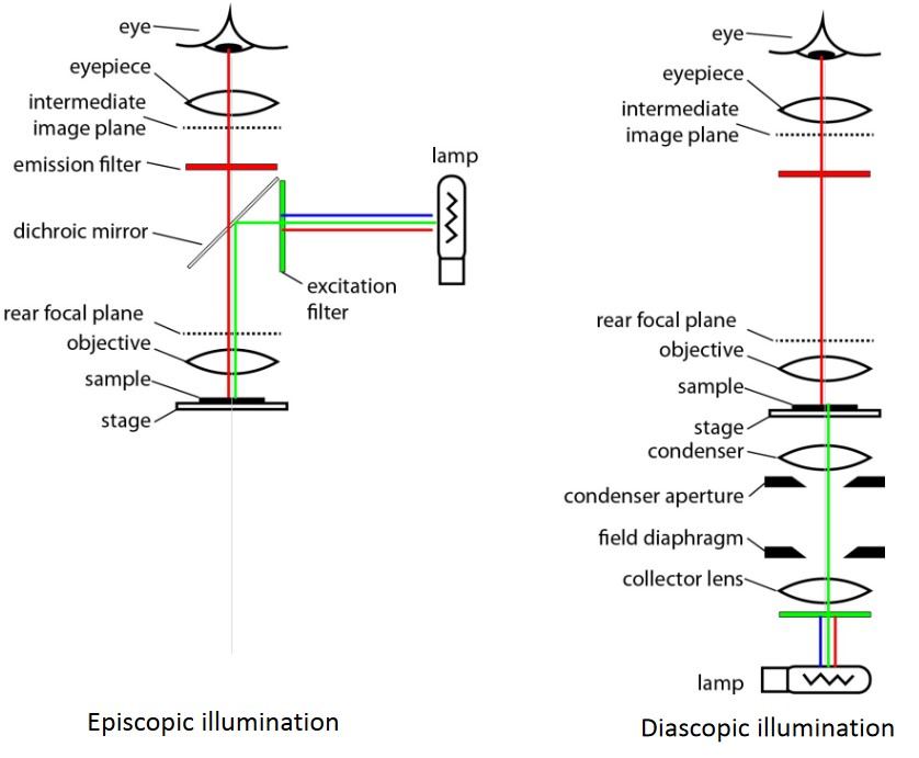 Different Kinds of Illuminations