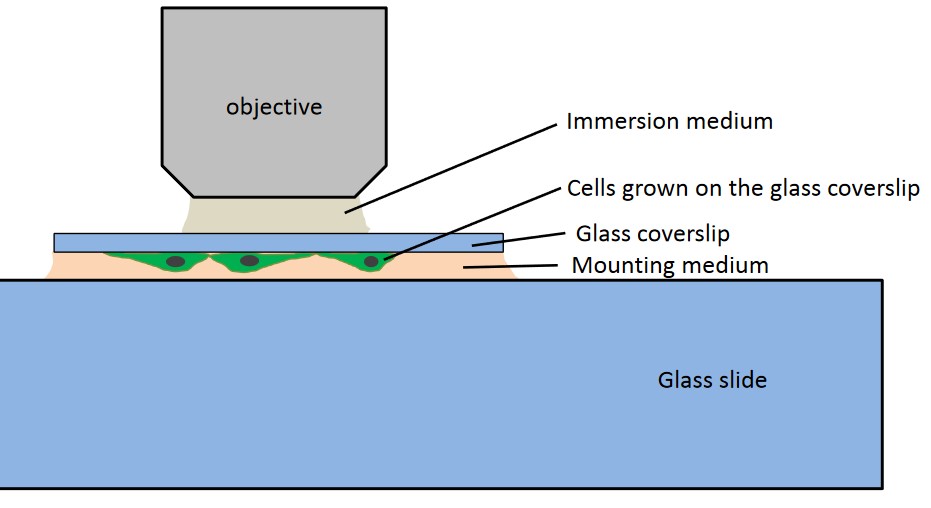 A Sample Immuno-Fluorescence Slide