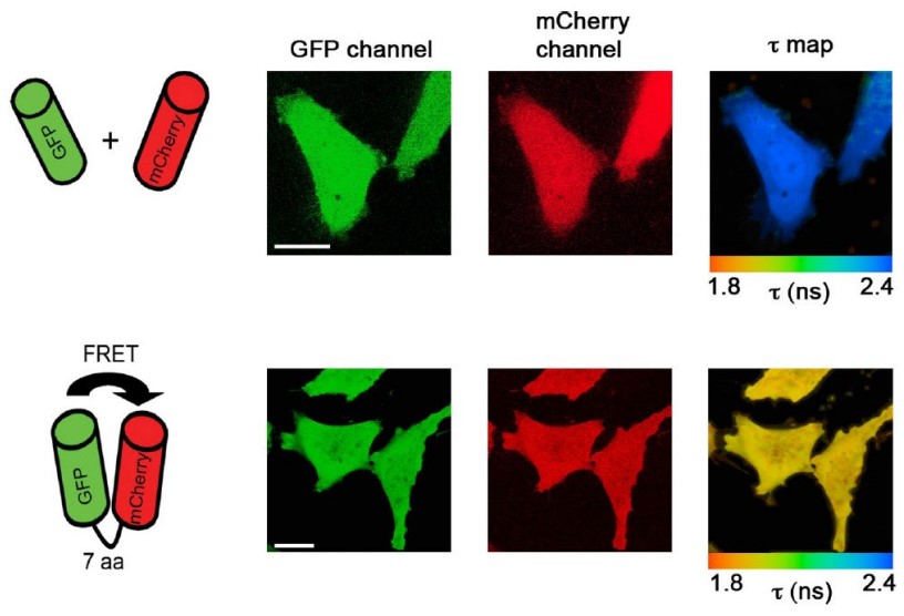 FLIM and FRET Applications in Biology