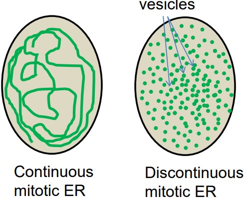 Continuous and Discontinuous Models of Mitotic ER