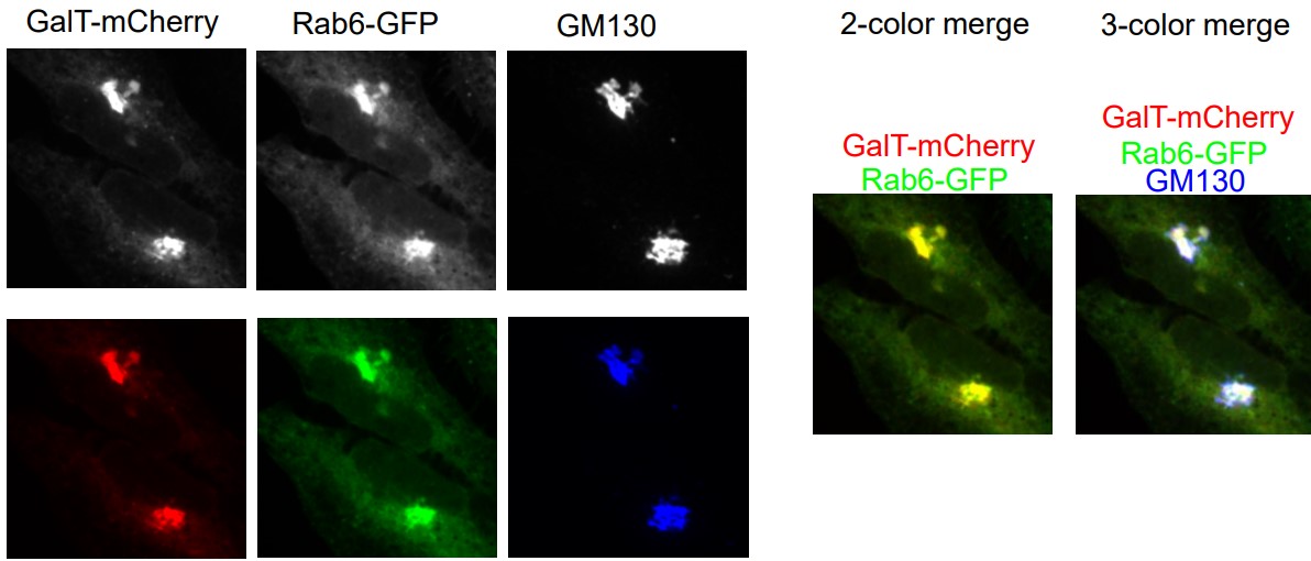 A Protein Innoculated with Several Markers