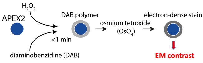 The APEX2 Protein