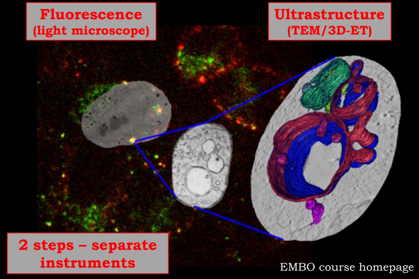 Images from a Sample CLEM