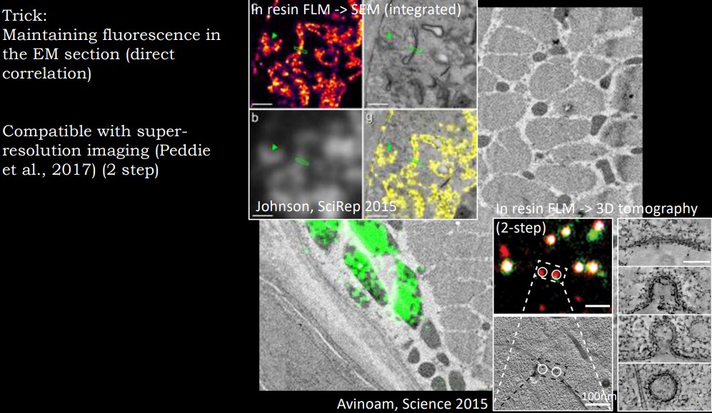 More Sample Images from a CLEM