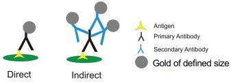 Gold-Labeling Proteins