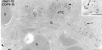 Immuno-Labeling of a Post-Embedded Protein