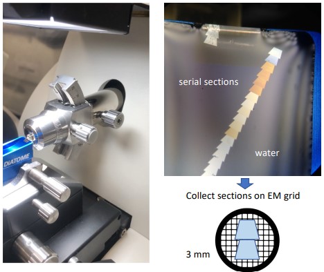 Sectioning a Sample