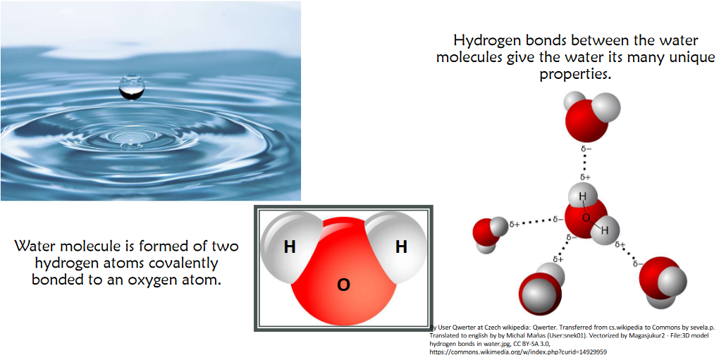 Water Molecules