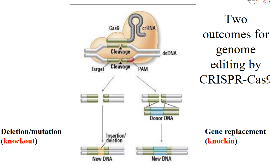 Two Possible Outcomes of CRISPR Technology