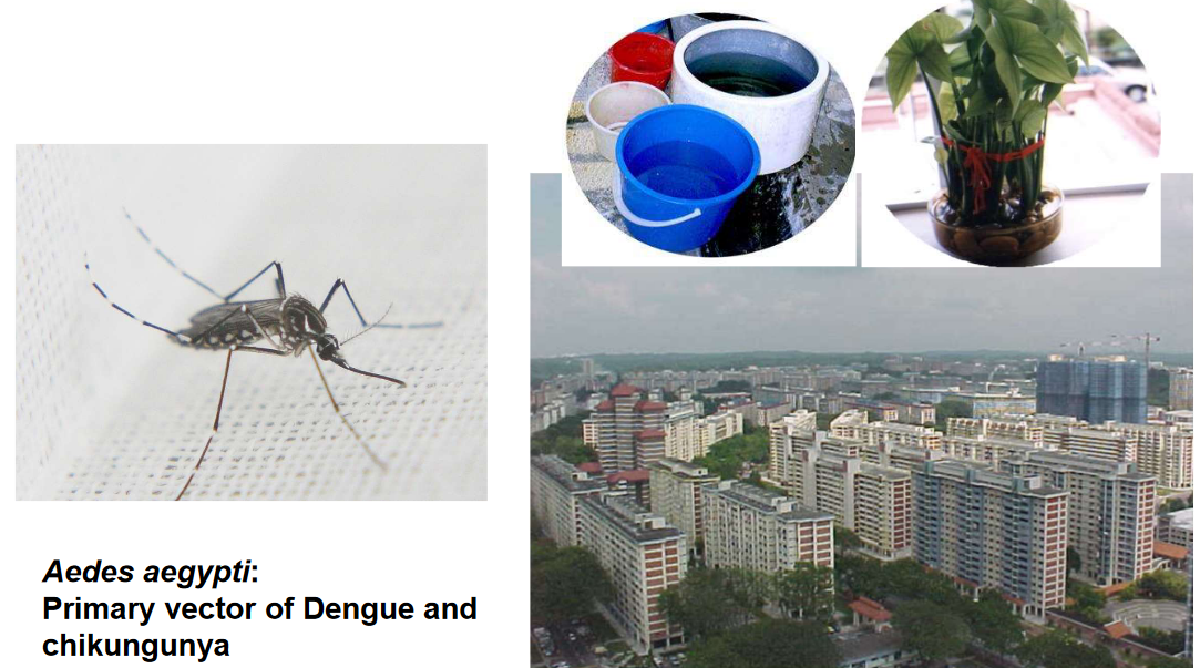 Breeding Environment of *Aedes aegypti*