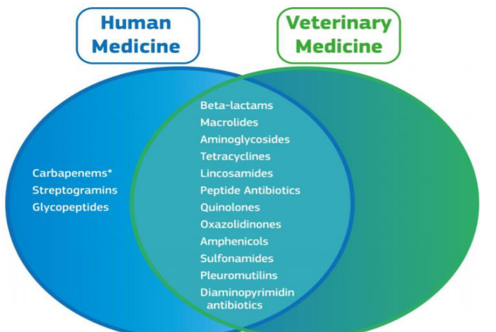 Antibiotics Used in Animal and Human Health