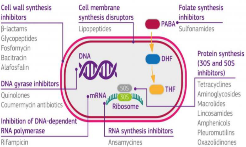 Modes of Actions of Different Antibiotics