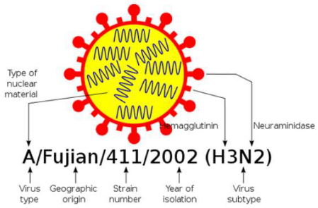 Schematic on the Influenza A Virus