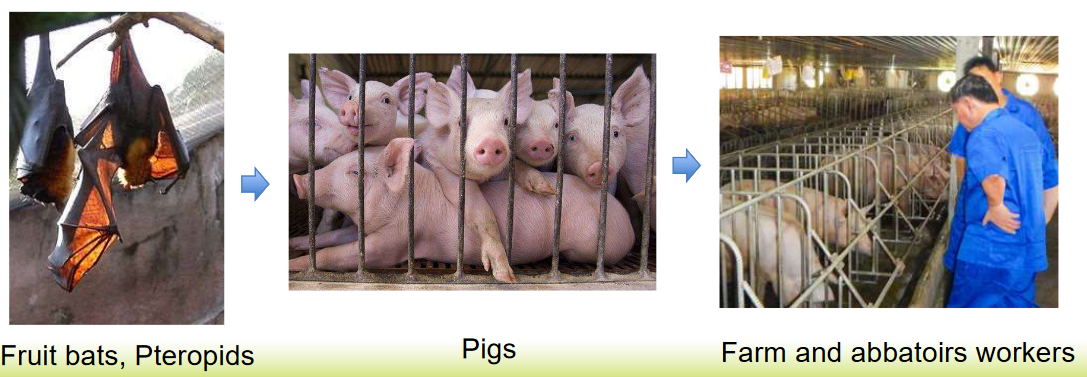 Spread of Virus from Pigs to Humans