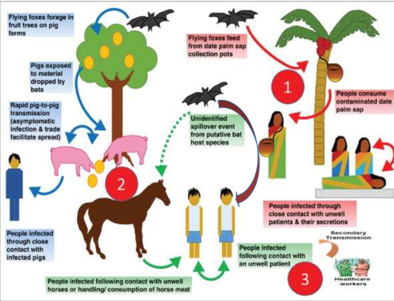 Transmission Cycle of the Nipah Virus