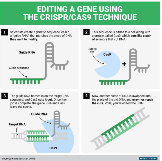 CRISPR to Edit Genes