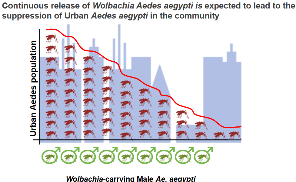 Decline in Mosquito Populations from Male Breeding