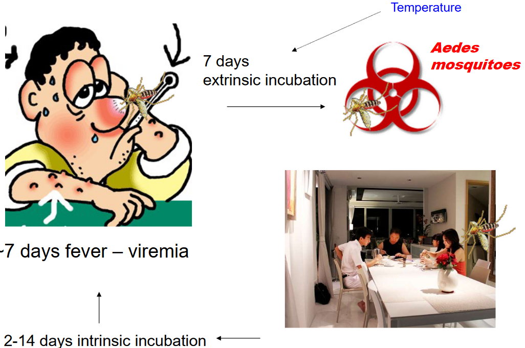 Transmission Cycle of the Dengue (and the Chikungunya) Virus