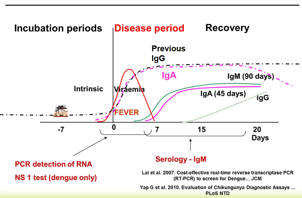 Progression of Dengue Fever