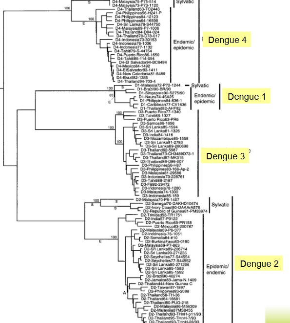 Phylogenetic Tree of Dengue Viruses