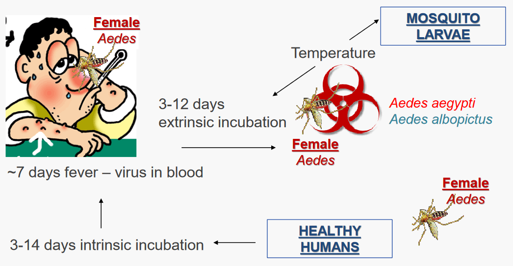 Transmission of Dengue Between Human and Mosquito