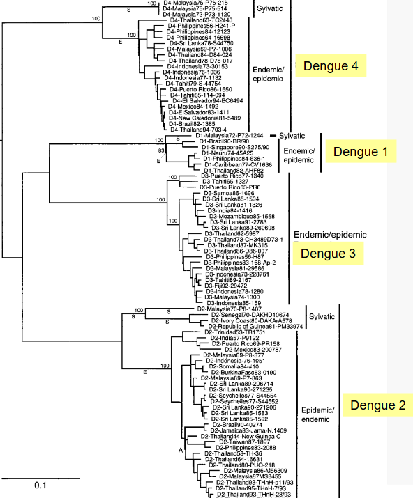 Four Serotypes of Dengue Viruses