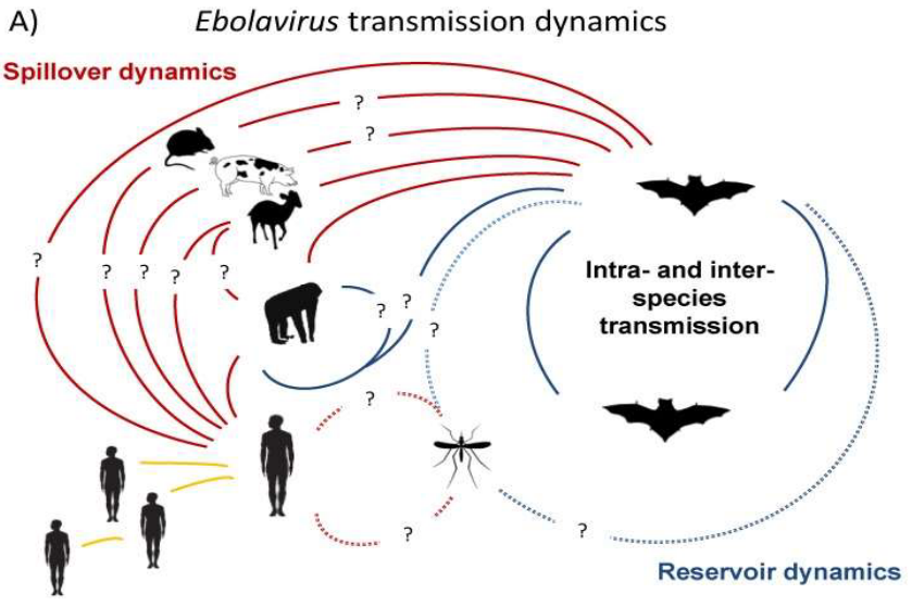 Transmission Cycle of Ebola