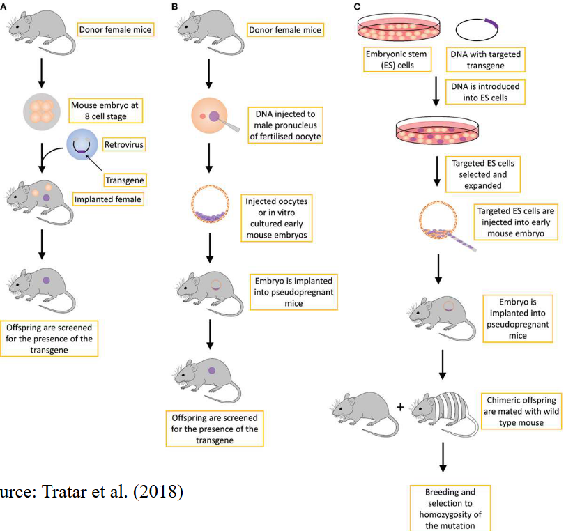 Making Genetically-Modified Animals