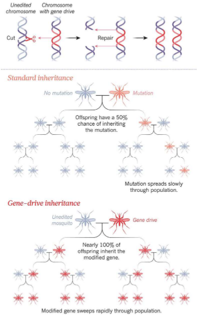 Schematic of Gene Drive Technology