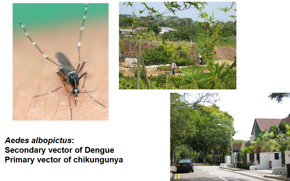 Greenery and Forests as Potential Dengue Hazards