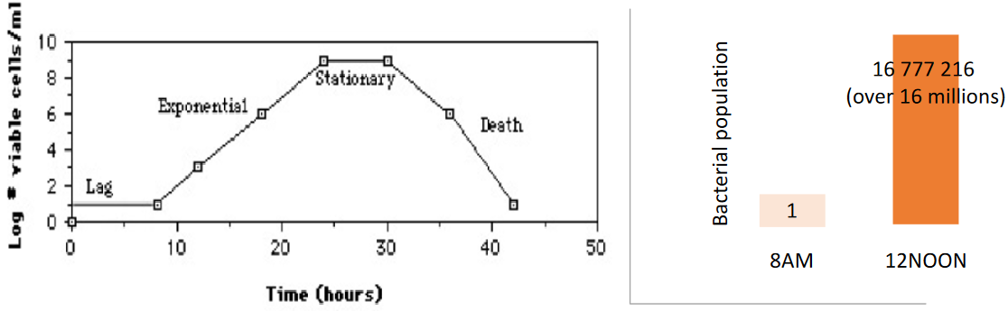 Bacterial Growth Over a Few Hours