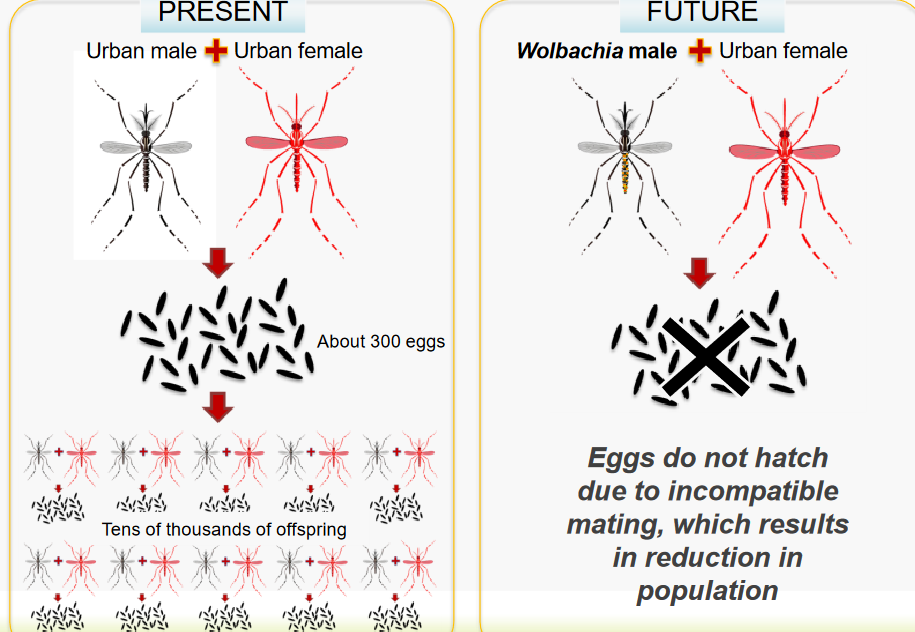 Differences in Mating Between Urban and Wolbachia Males