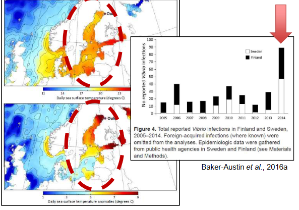 Heatwave in the Baltic Sea and Rising *Vibrio* Infections