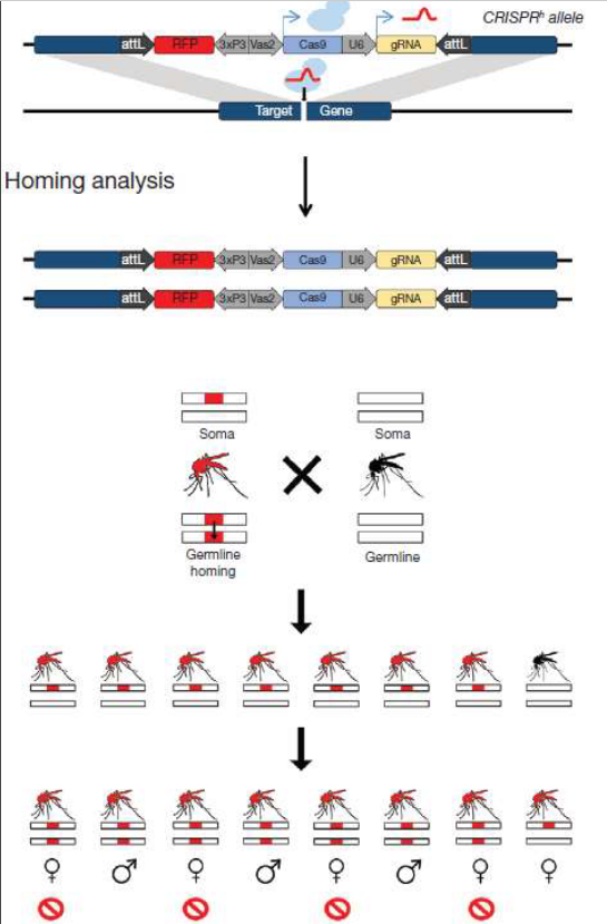 Transmission of Infertility on Mosquito Populations