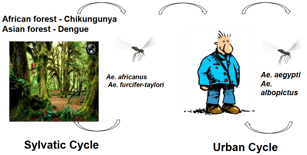 Origin of the Dengue (and the Chikungunya) Virus