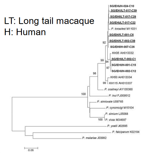 Singaporean Scientists' Phylogenetic Tree of *P. knowlesi*