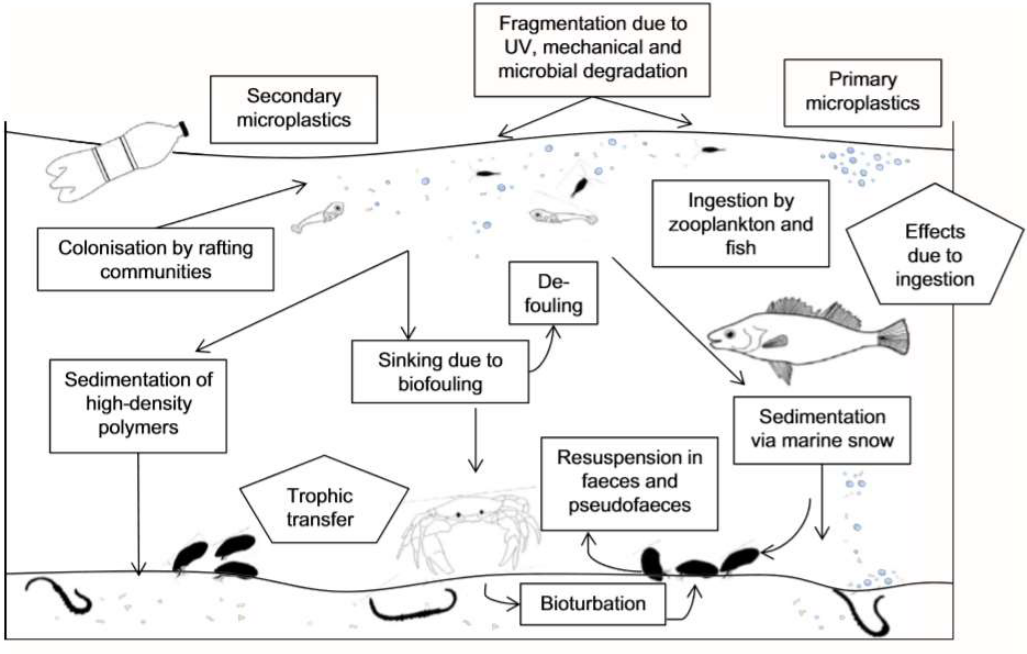 Possible Flow of Plastics in the Marine Environment