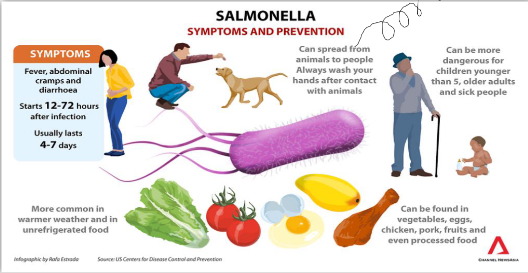 CNA's Interpretation of the Life Cycle of *Salmonella*
