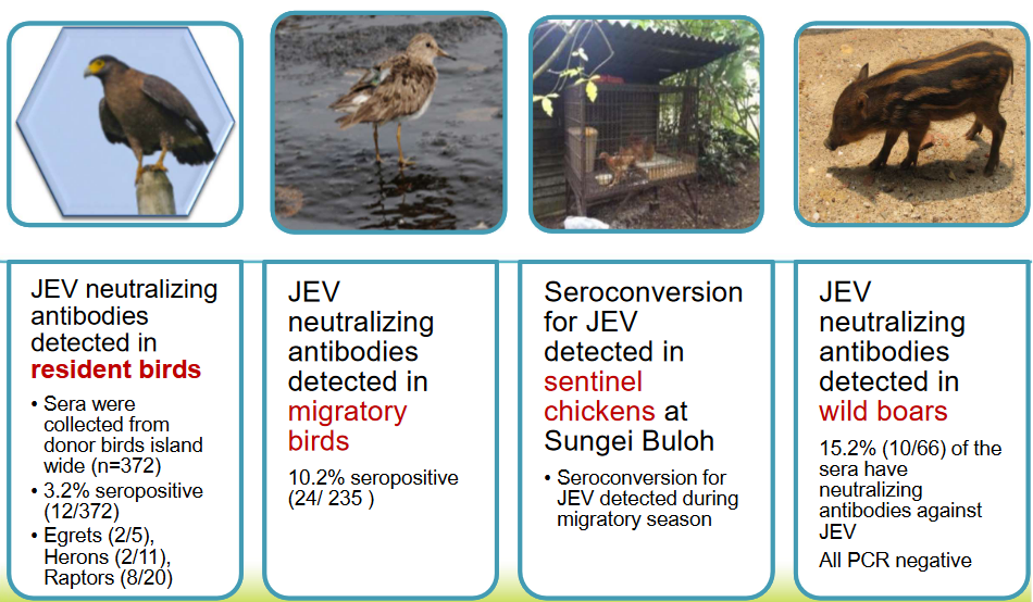 Evidence for Japanese Encephalitis Transmissions in Singapore