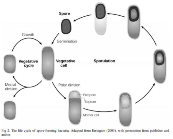 Spore Formation in Bacterium