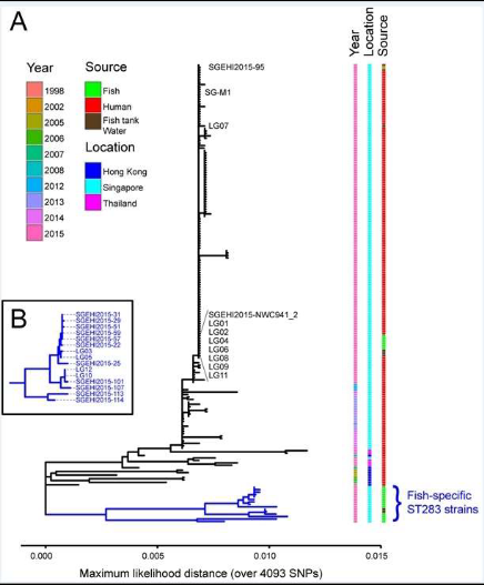 Genomic Analyses of ST283