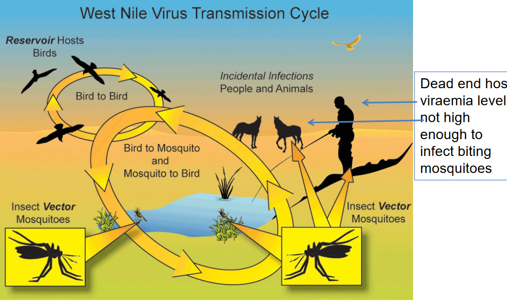 Transmission Cycle of the West Nile Virus
