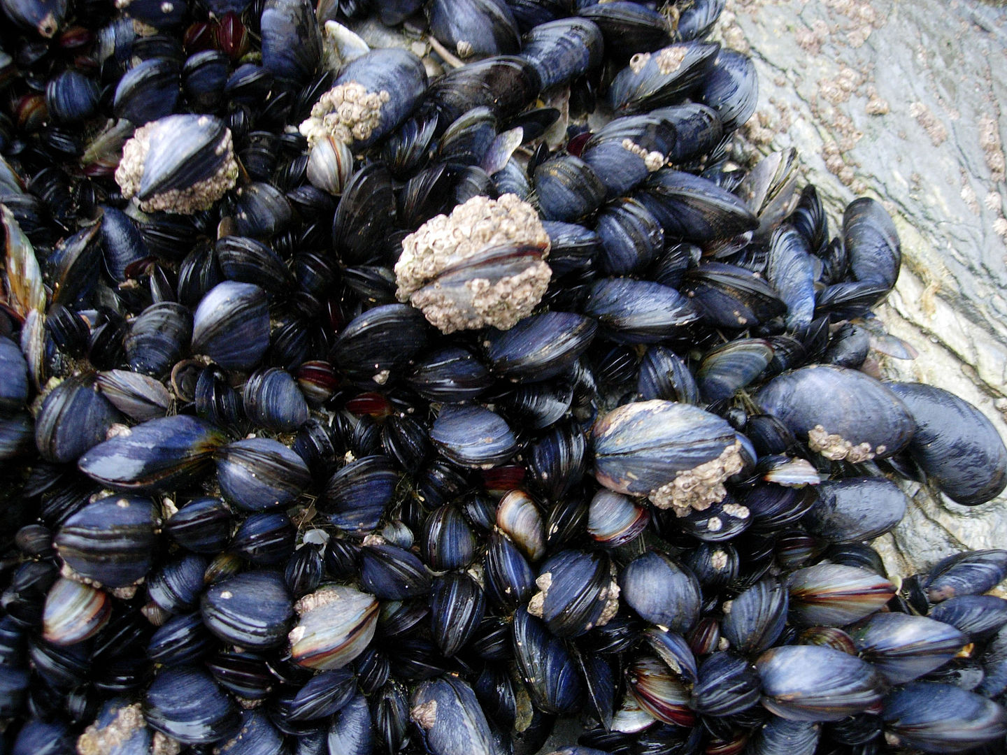 The blue mussel (Mytilus edulis) is an important ecosystem engineer in coastal intertidal and subtidal ecosystems. Its association with its environment is bi-directional; Its presence can strongly alter the type of habitat, influencing the presence of other species. An Eltonian viewpoint is required to quantify their habitat association. Photo credit: Cornish Mussels by Mark A. Wilson – Public Domain.