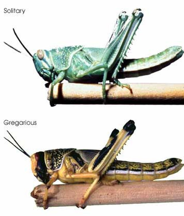 Gryllus rufescens is a species of short-horned grasshopper in the family Acrididae whose populations periodically morph into desert locusts (equivalently named Schistocerca gregaria). The change is triggered by environmental conditions and, in addition to morphological changes, it causes drastic changes in the range and coordination of movement of individuals. Photo: Wikimedia Creative Commons.