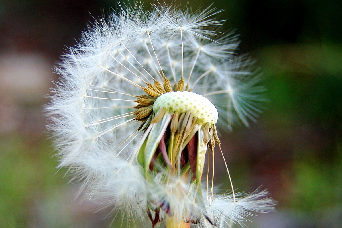 Plant species, like the dandelion (Taraxacum officinale) can regulate their dispersal and soil attachment in response to environmental conditions, like moisture and soil structure (Grohmann et al., 2019; Seale et al., 2019). Photo credit: Half-Seeded Dandelion by Wonglijie – CC BY-SA 3.0.