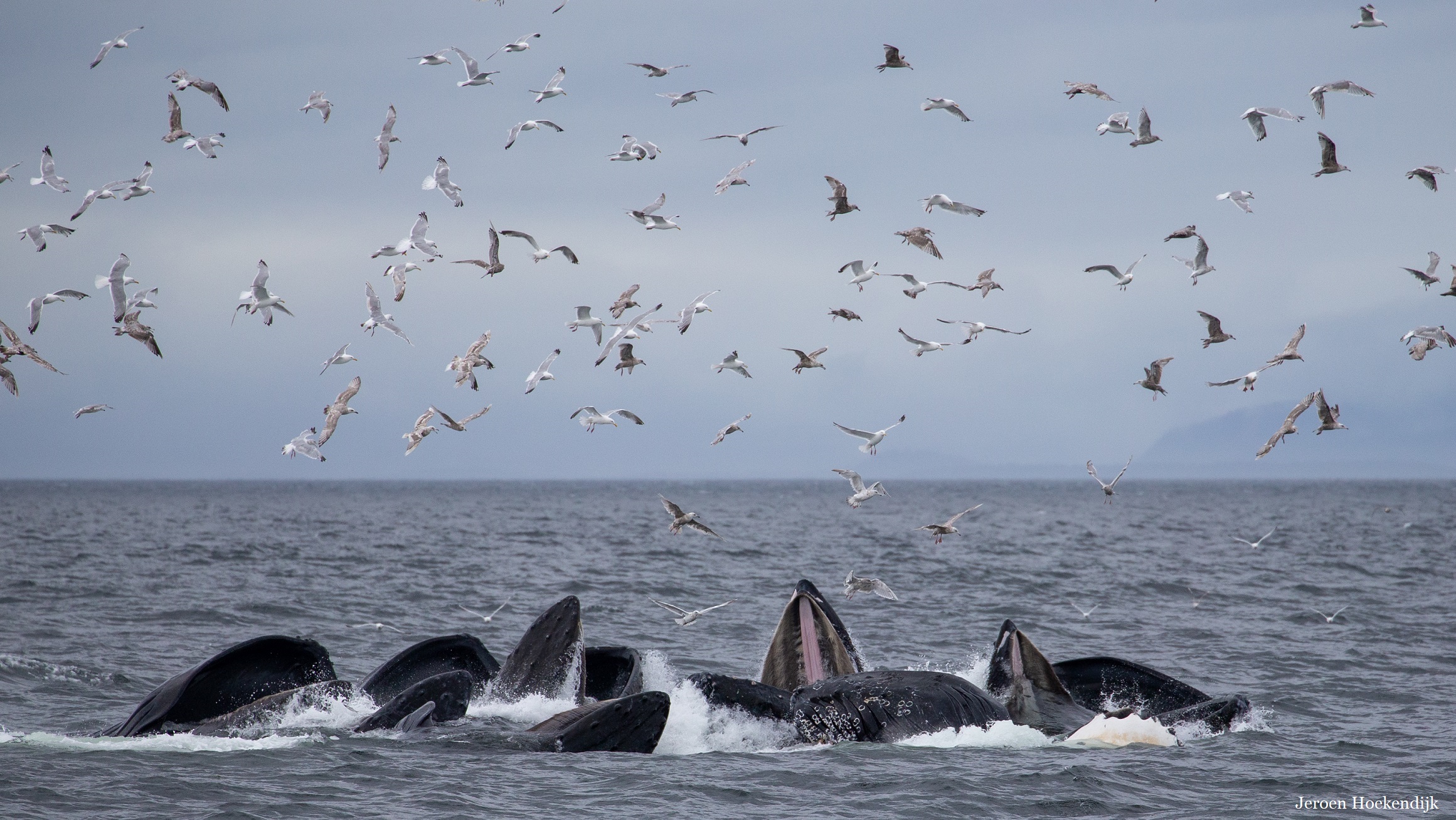 Collective feeding by Humpback whales (Megaptera novaeangliae) in Alaska (USA). The null models for demographic sorting and behavioral selection assume that habitat quality declines linearly with the increase in species-density. For most social, cooperative organisms this linear relationship does not hold; fitness may increase as function of group size (the Allee effect), which results in a non-linear relationship between fitness and population densities. Photo: Jeroen Hoekendijk.